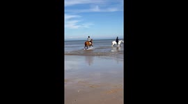 Horse Leaps Through Beachside Waves
