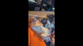 Rats Enjoy Relaxed Snacks Together