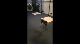 Frenchie Chases Balloon Around Gym