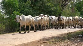 A farmer brings his cows down a small country road in Phetchabun, Thailand.