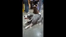 Mingle with these cute cats and dogs at pet expo in Thailand