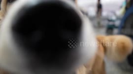 Adorable pet dogs and cats are taken to trade show in Thailand