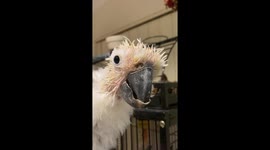 Henry the sulphur crested cockatoo has a happy life even though he endures “beak and feather” disease.