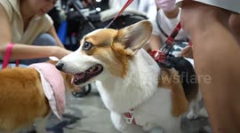 Pampered pet cats and dogs visit trade show in Thailand