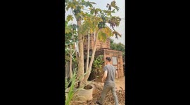 Papaya picking mishap: climber's comical crash