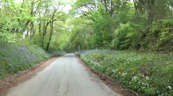 Blue Bells in Cornwall, driving down a road just outside Bodmin i just had to film this