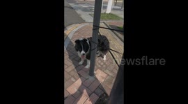 China: Border Collie Untying a Complicated Leash