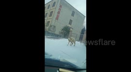 China: Antelope Slipping on Foot