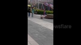 China: Dogs Throwing Tantrums at Shopping Malls