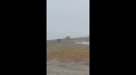 Loose Dog Yaps At Polar Bear Family