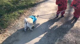 A 13 year-old pug goes for a walk with his 3 year-old twins sisters cute family moment in a sunny day