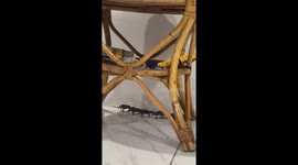 Mouse leads her babies in a long train through house