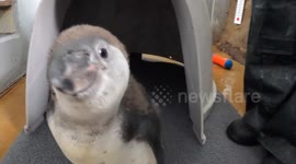 Youngest penguin enjoys first dip in water at Oregon Zoo