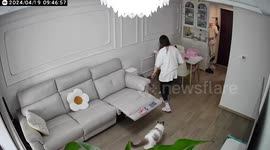 Cheeky pet cat conceals itself inside electric sofa