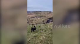 Dog believed to be first ever pooch - to climb every mountain in England
