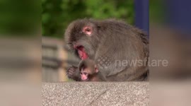 Macaque family welcomes baby at Milwaukee County Zoo