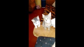 My two two-week old kittens hates cameras they're camera shy