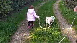Cute family moment of two pug dogs go for a walk with their toddler sister
