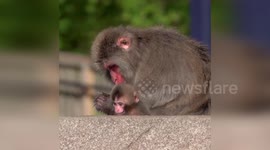 US: Japanese Macaque Family Welcomes Adorable New Member