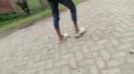 India: Elephant calf chases locals