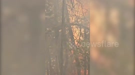 US: Forest fire in northern india reaches temple, people run to save their lives