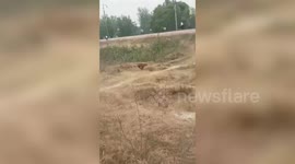 India: Terrifying leopard encounter unsettles local residents