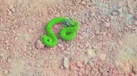India: Rare green keelback snake rescued from residential premises