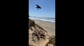 Raven Tries To Drop a Rock on a Dog