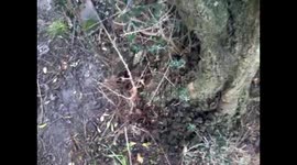 Olive Tree (Olea Europaea)