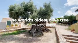 World's oldest Olive Tree Ano Vouves Crete