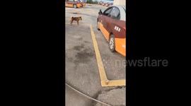 China: The Dog Leading the Driving School