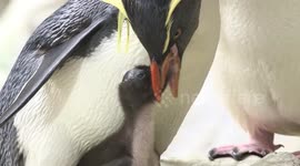 Austria: World's Oldest Zoo Celebrates World Penguin Day With Arrival Of Adorable Northern Rockhopper Penguin Chick