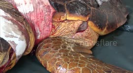 Argentina: Vets Battle To Save Life Of Vulnerable Young Loggerhead Turtle Seriously Injured By Boat Propeller