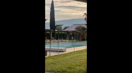 Family of swallows take a morning dip in a pool in Tuscany, Italy