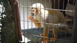 Walk around this mini zoo attracting visitors in Bangkok