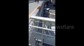 Japan: Bees Swarm On Overpass In Central Tokyo