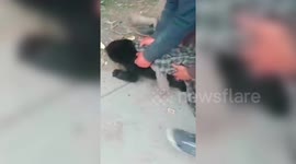 India: Bear with two cubs sparks panic, cubs safely rescued by wildlife department