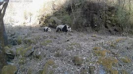 Rare video captures wild giant panda mother-cub moments in China's nature reserve