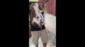 Cat bitten by gecko, rescued by concerned owner in Ratchaburi, Thailand