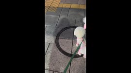 Dog mimics distant siren in Seoul video