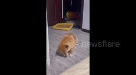 China: Shiba Inu Sneezes and Squeals Like a Pig