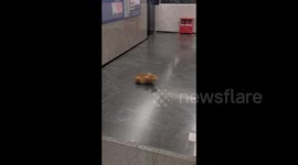 China: The cat lies on the floor in an interesting position