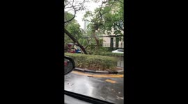 Uprooted trees fall on cars as tropical storm hits Bangkok