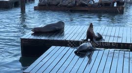 USA: Sea Lions Invade Pier 39 in San Francisco
