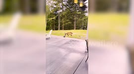Cute clip shows young deer and rabbit playing together - like real-life Bambi