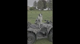 Australian Shepherd sitting on a quad in Pennsylvania during spring