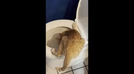 Cat Drinks from Toilet