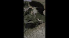 Newborn kittens fighting over a sip at the nip. Adorable 3 day old kittens.