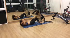 Gym bro German Shepherd helps woman do sit-ups
