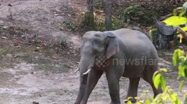 Juvenile elephant takes a tumble while being chased by mother